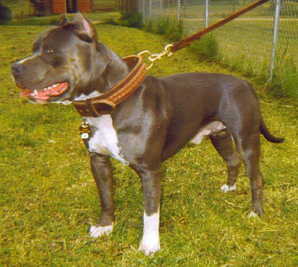 Tyson looks great in our Gorgeous Wide Brown Leather Special Dog Collar- Fashion Exclusive Design